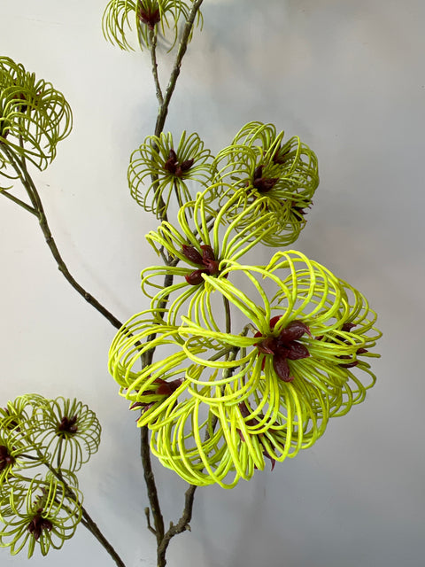 Clematis tak groen 103 cm