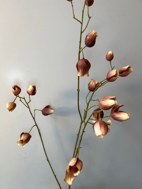 Campanula tak bruin 93 cm
