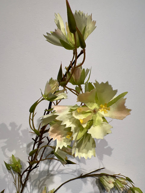 Elaeocarpus tak groen  99 cm