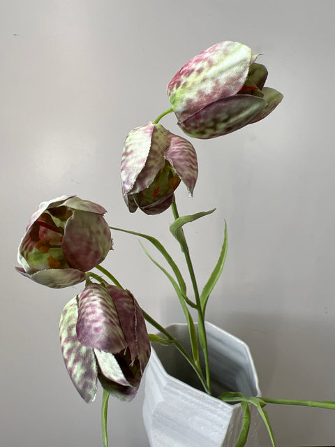 Fritilaria lavendel/cream 64 cm