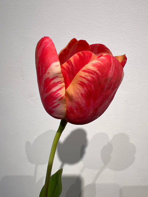 Tulp frans 60 cm rood