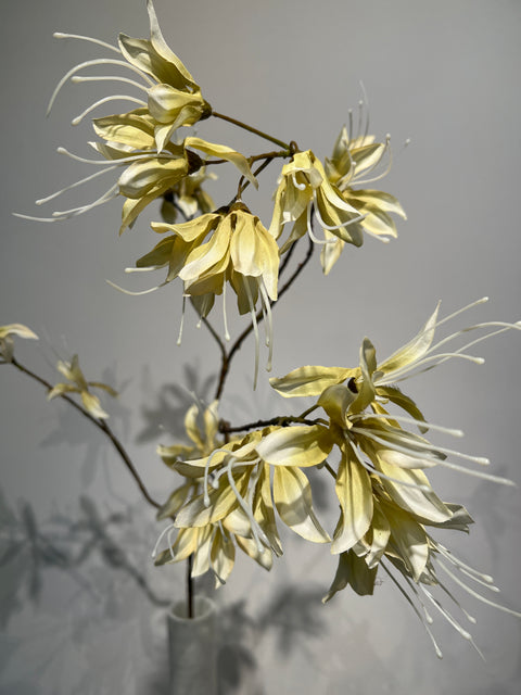 Monarda flower tak 115 cm cream green