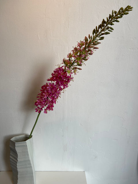 Eremurus steel XL pink 130 cm