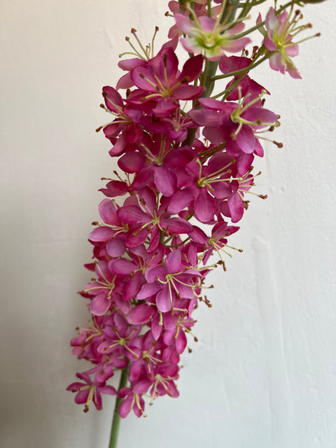 Eremurus steel XL pink 130 cm