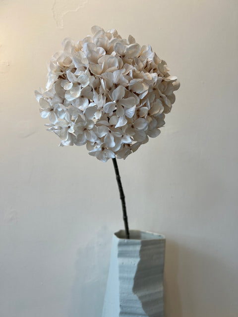 Hortensia bol crème 67 cm