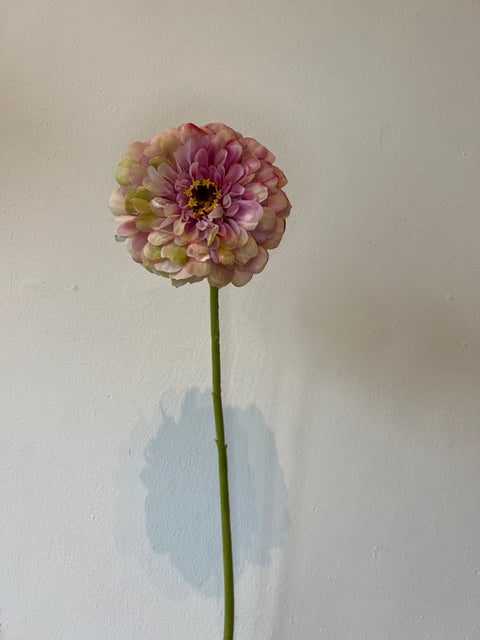 Zinnia bloem roze/groen 70 cm
