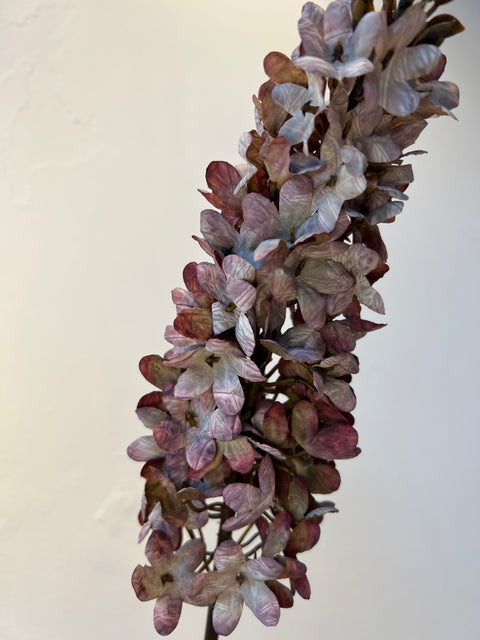 Eremurus steel paars/lila 90 cm