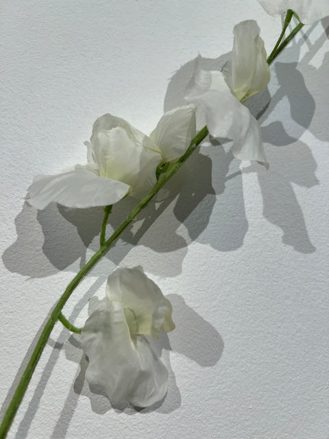 Lathyrus spray white 103 cm