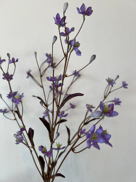 Thalictrum paars 89 cm