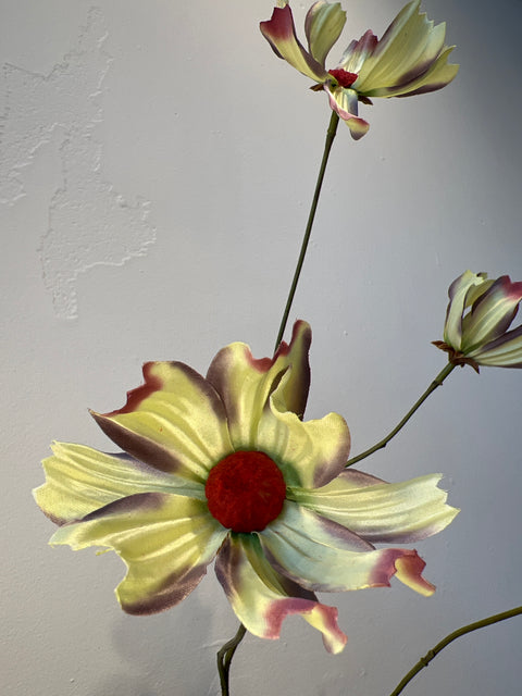 Cosmea spray groen 110 cm