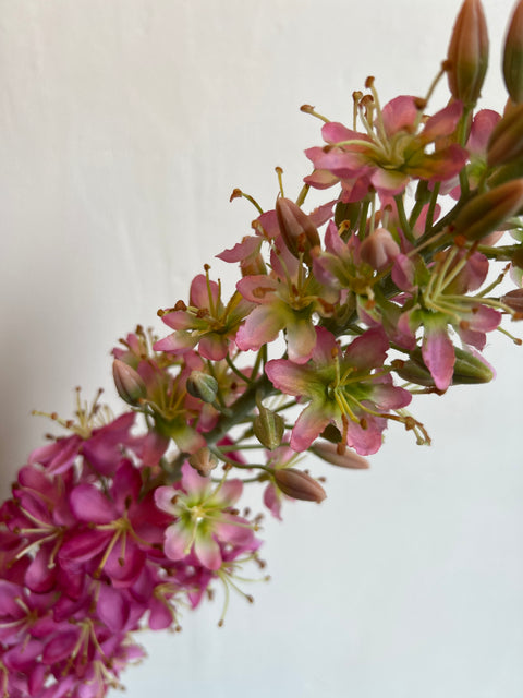 Eremurus steel XL pink 130 cm
