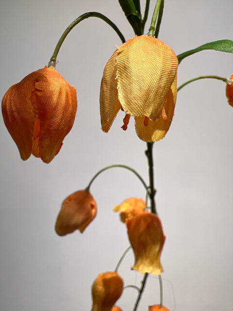 Sandersonia (klokjes)  95 cm  oranje