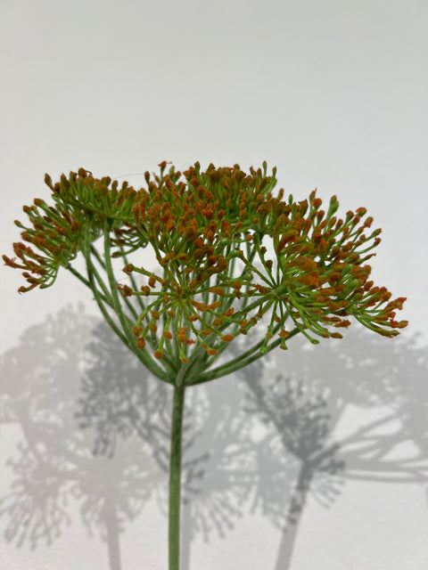 Dille enkel oranje 105 cm