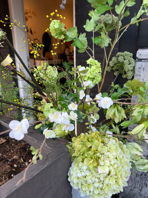 Chaenomeles tak 142 cm wit