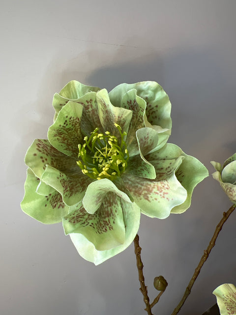 Helleborus tak x4 groen 93 cm