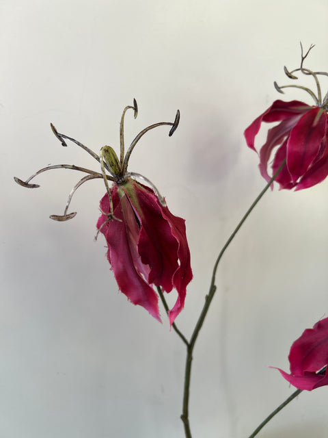 Gloriosa tak donker rood 80 cm