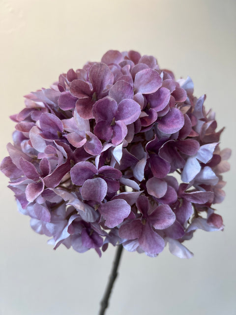 Hortensia bol paars 67 cm