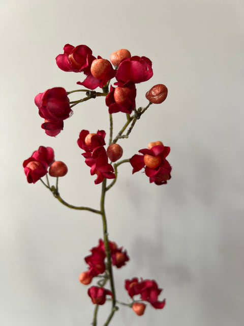 Kardinaalsmuts tak donker rood/oranje 90 cm