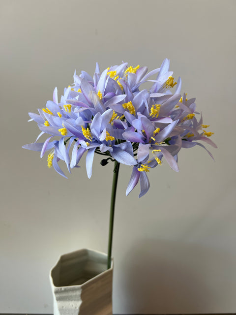 Agapanthus lichtblauw 70 cm