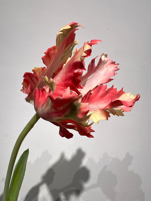 Tulp papagaai 76 cm rood/geel