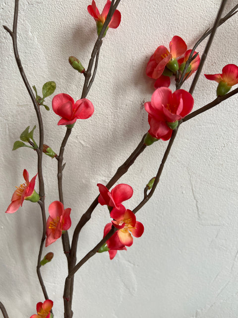 Chaenomeles tak 142 cm zalm