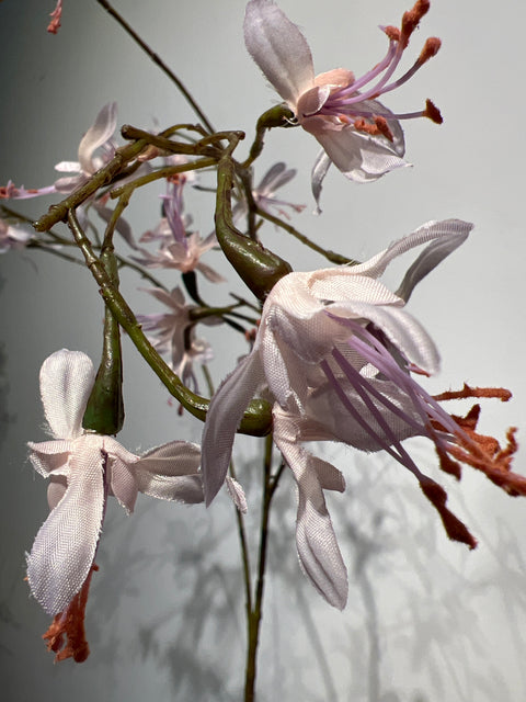 Heuchera   lila   95 cm