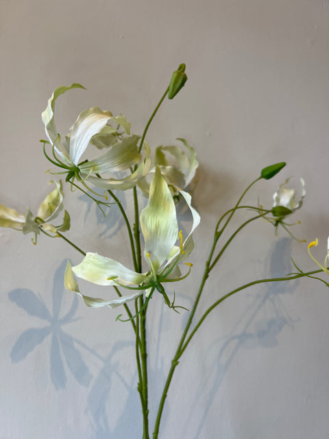 Gloriosa tak crème 110 cm