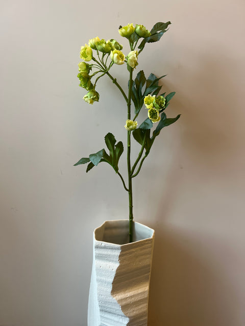 Helleborus groen 67 cm