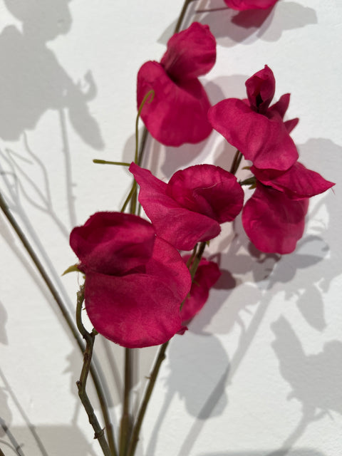 Lathyrus spray beauty 117 cm