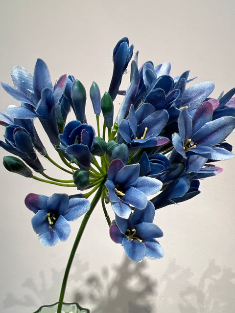 Agapanthus blauw 75 cm