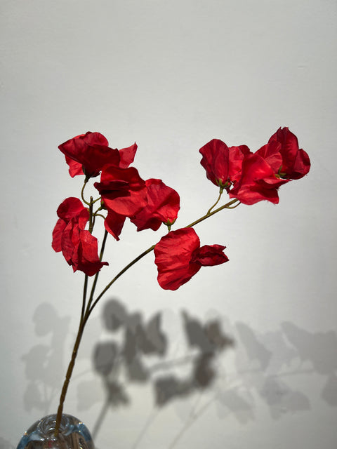 Lathyrus donker rood 66 cm