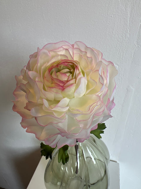 Ranonkel 50 cm cream/pink