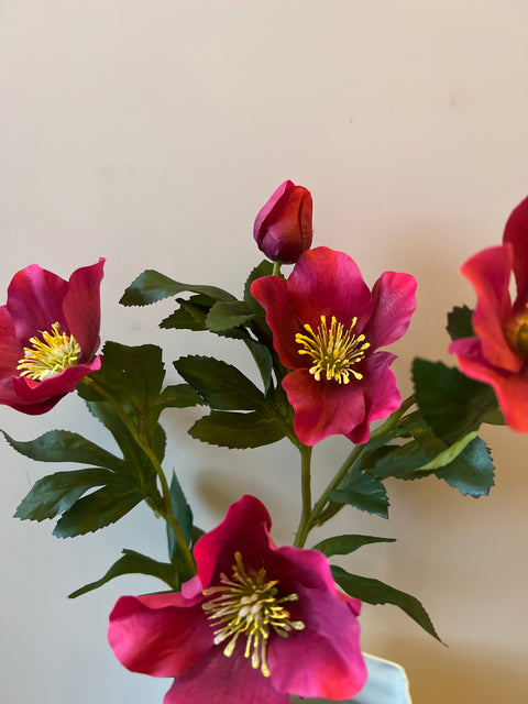 Helleborus 65 cm beauty