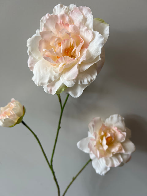 Camelia tak x3 wit/roze 90 cm