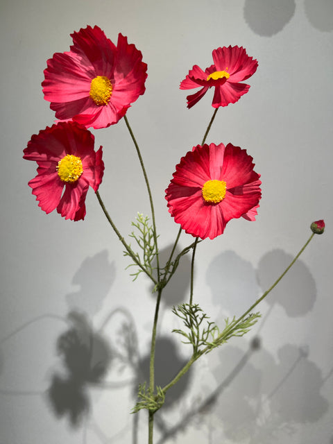 Cosmos fuchsia   92 cm