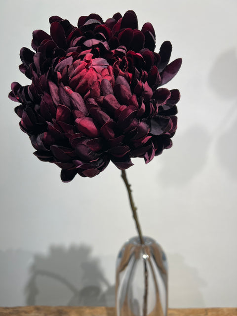 Chrysant Large Mum  burgundy  65 cm