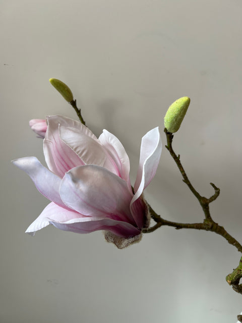 Magnolia tak roze 107 cm