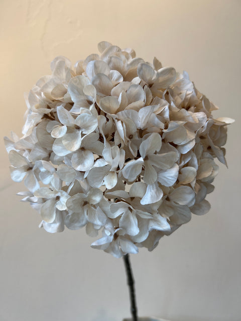 Hortensia bol crème 67 cm
