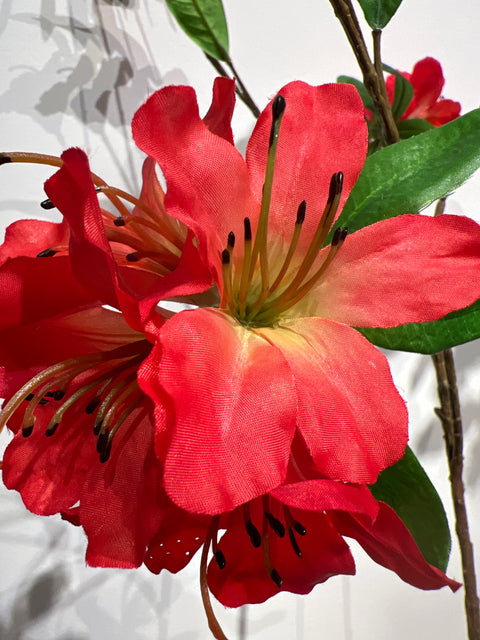 Azalia (rhododendron)  rood  100 cm