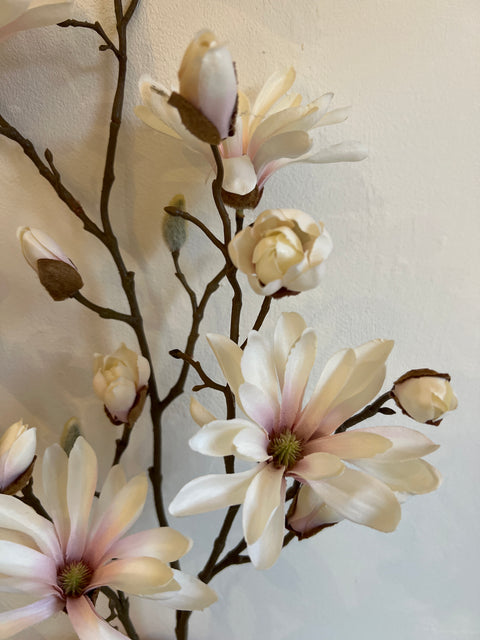 Magnolia (ster) creme/roze 103 cm