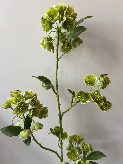 Helleborus groen 100 cm