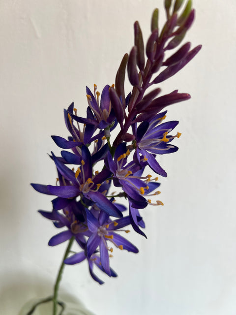 Camassia blauw 61 cm