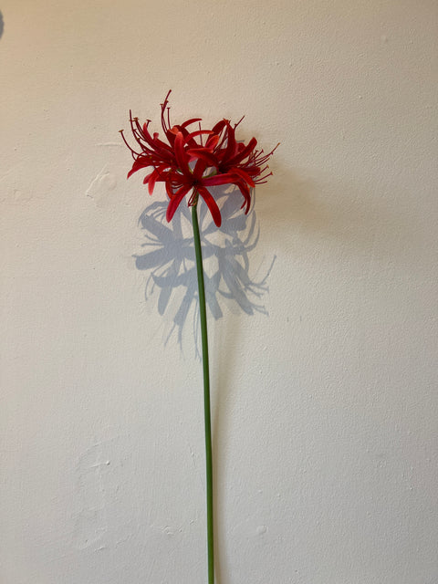 Nerine klein 64 cm rood