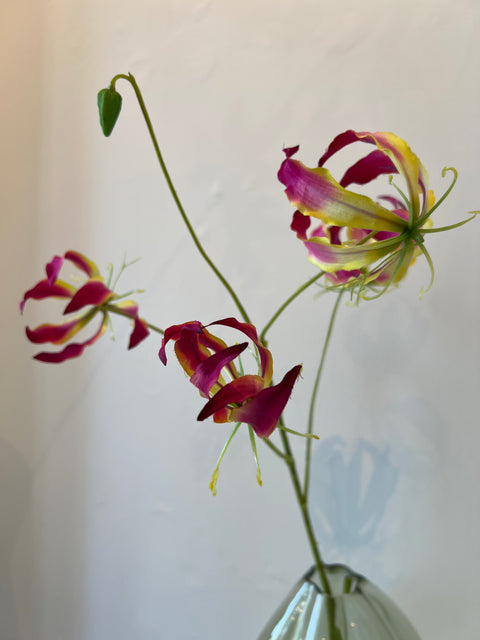 Gloriosa tak beauty 89 cm