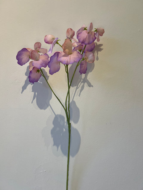 Lathyrus Lilac 66 cm