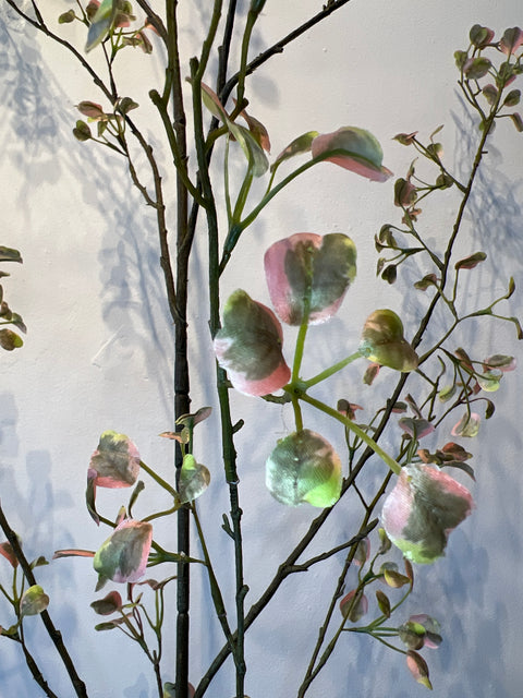 Euonymus tak groot groen/roze 171 cm