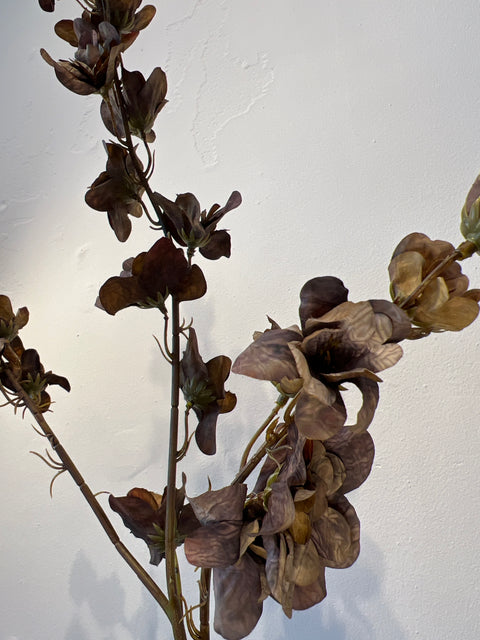 Delphinium bruin 110 cm