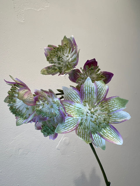 Zeeuws Knoopje mauve 81 cm