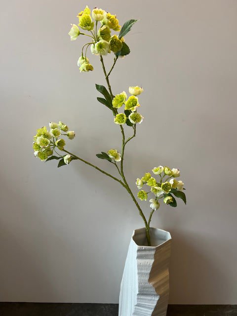 Helleborus wit 100 cm