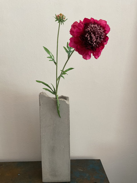 Scabiosa tak cerise 71 cm